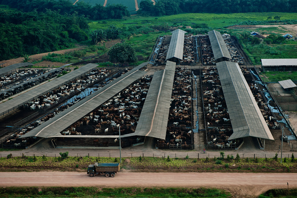 Great Giant Livestock (GGL)