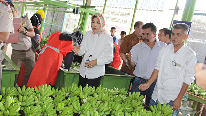 Prospective Cooperation on Tropical Fruits Development