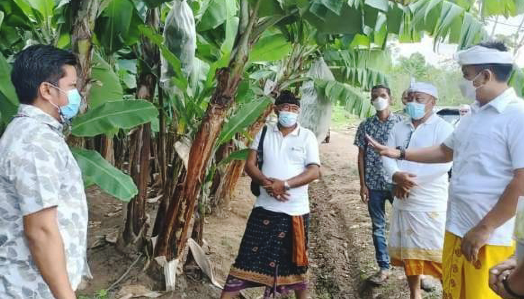 Jembrana’s vice regent visits the garden Cavendish banana