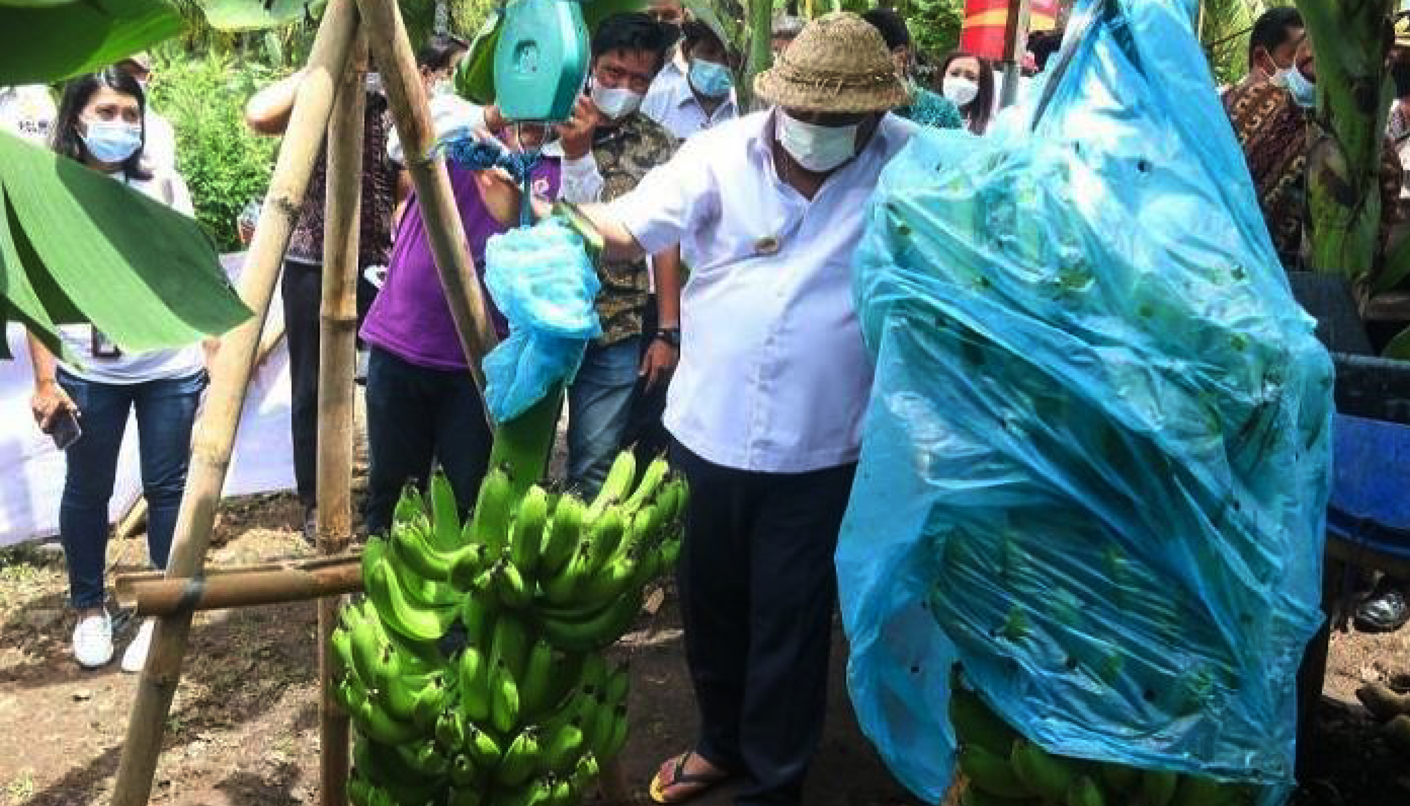 First Harvest of Cavendish Bananas in Pekutatan