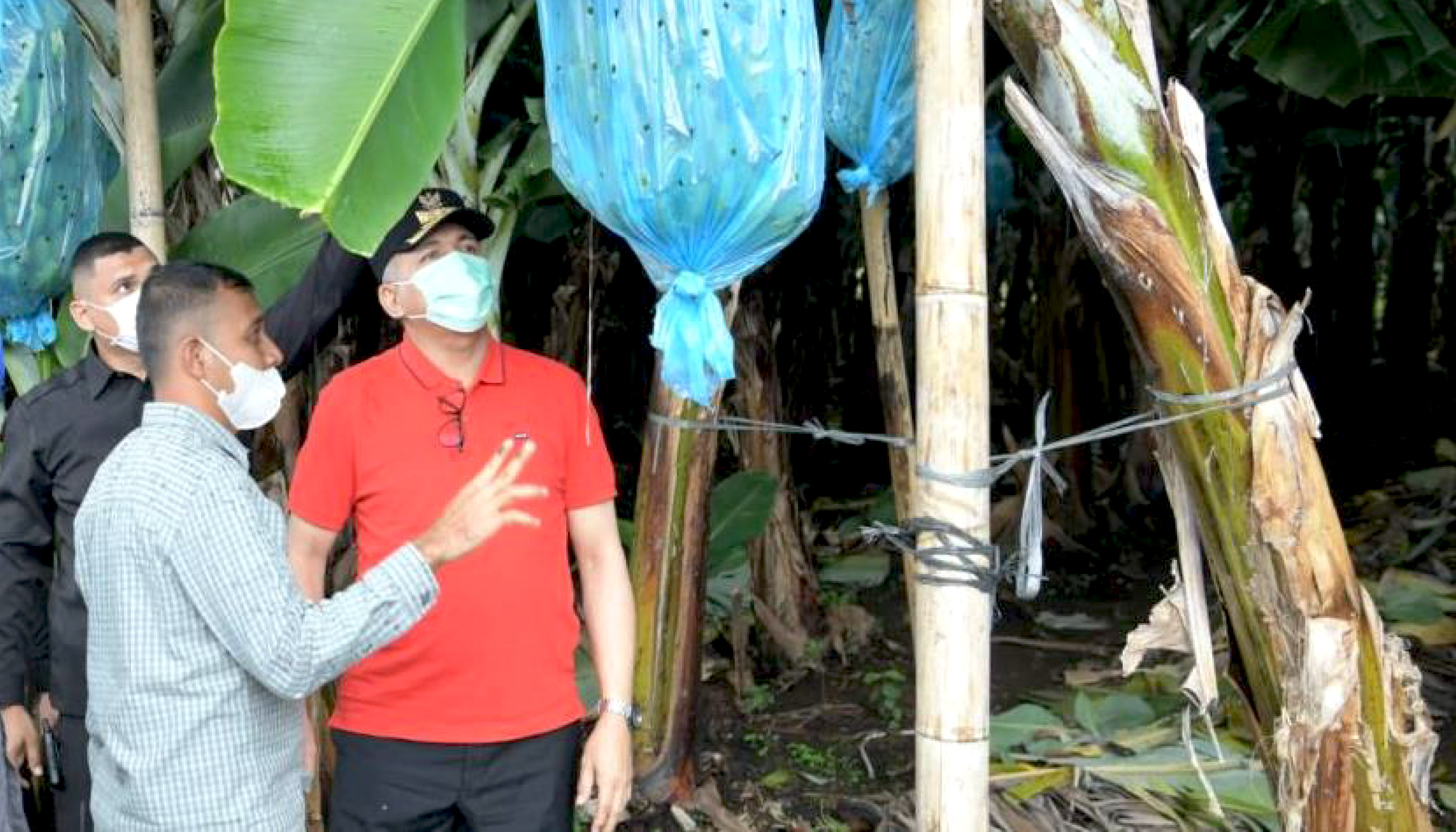 Aceh Governor Review Cavendish Banana Planting Land in Bener Meriah