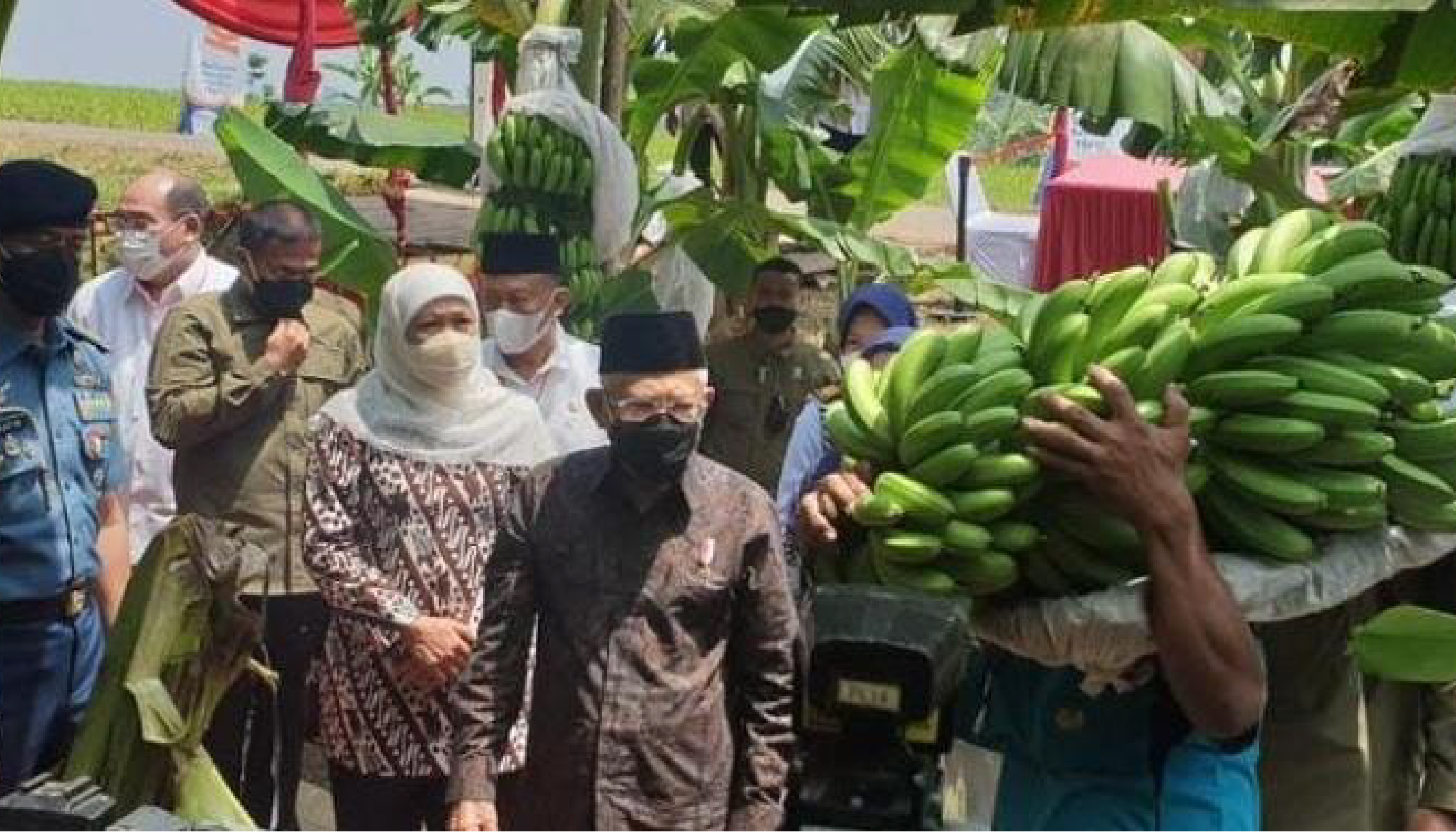 Wapres Apresiasi Program Kemitraan Pisang antara Petani Lokal dengan PT GGP