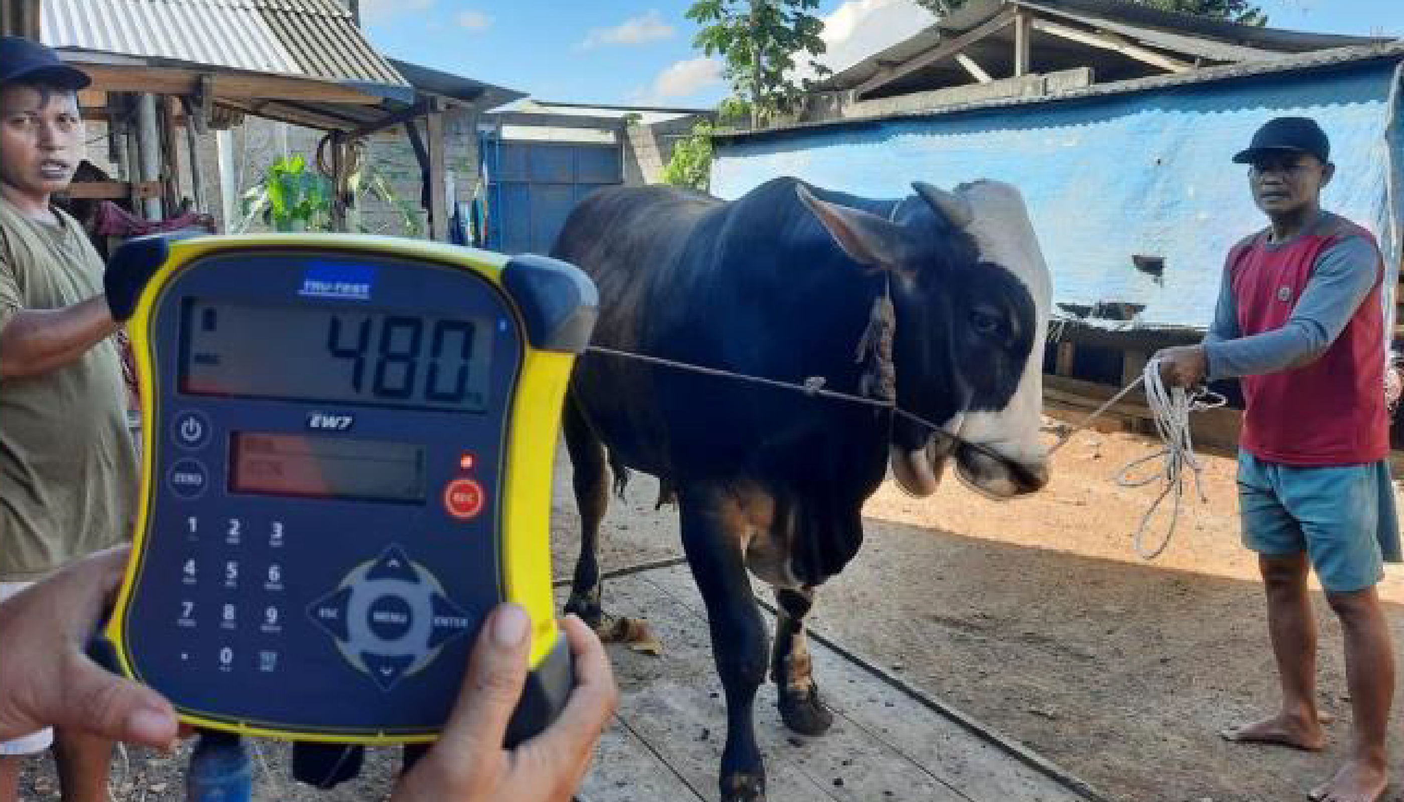 GGF Berikan 36 Ekor Sapi Kurban untuk Masyarakat Sekitar Perusahaan