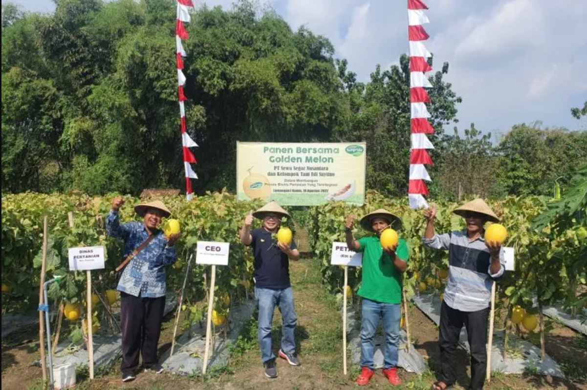 Sewu Segar Nusantara (SSN) Jalani Kemitraan Dalam Upaya Memenuhi Permintaan Golden Melon Sunpride