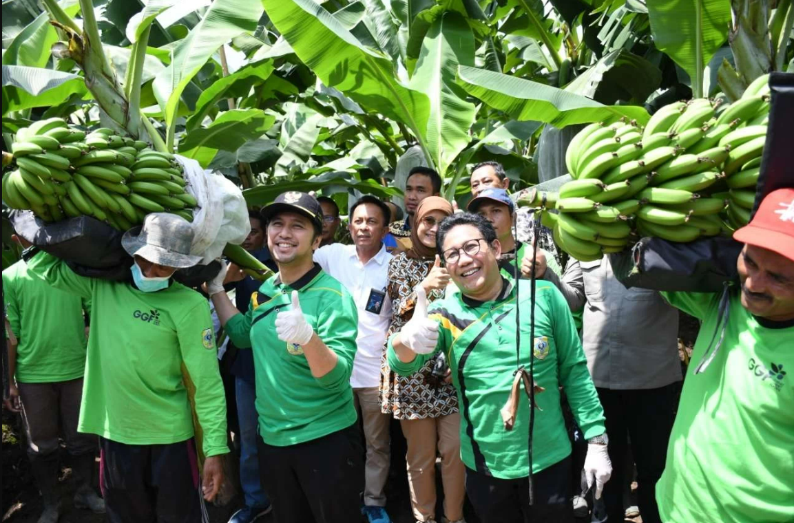 Promising Economic Value Harvest of Cavendish Bananas from PT GGP’s Shade Demonstration Plot