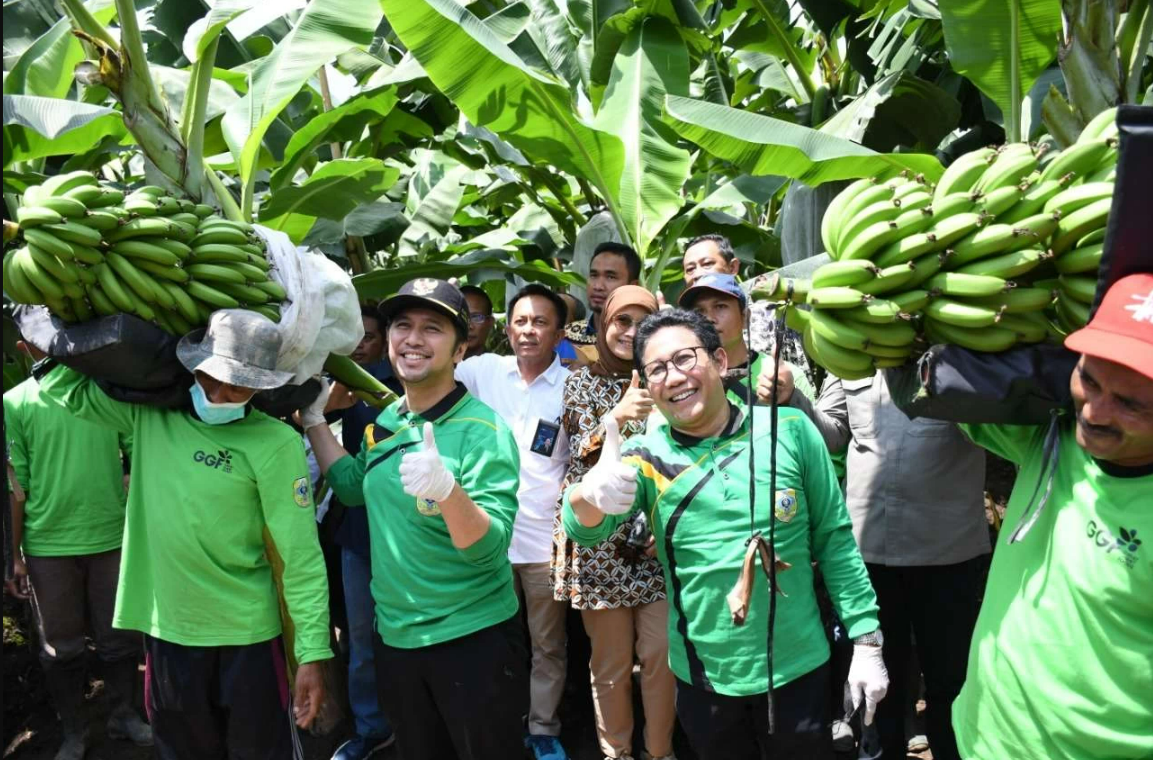 Nilai Ekonomi Menjanjikan Panen Pisang Cavendish dari Demplot Naungan PT GGP