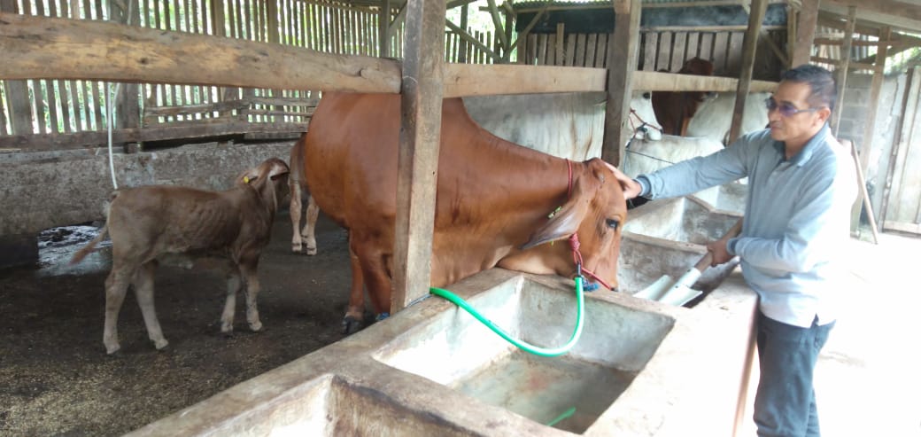 Mulyo, Building a Business Through a Cow People’s Core Enterprise (PIR) Partnership