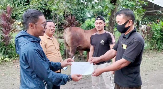 PT Great Giant Pineapple (GGP) Lakukan Penyembelihan Sapi Kurban untuk Internal dan Masyarakat Sekitar Perusahaan