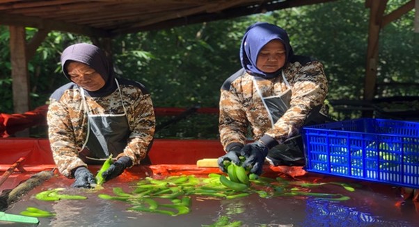 Warga Warungkiara Kelola Lahan Tanah Objek Reforma Agraria (TORA) untuk Pisang Cavendish