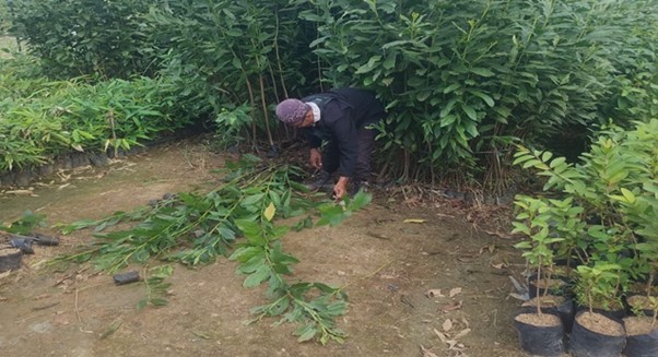 PT GGP Provides Fruit Plant Assistance for Hortipark Perum KDK