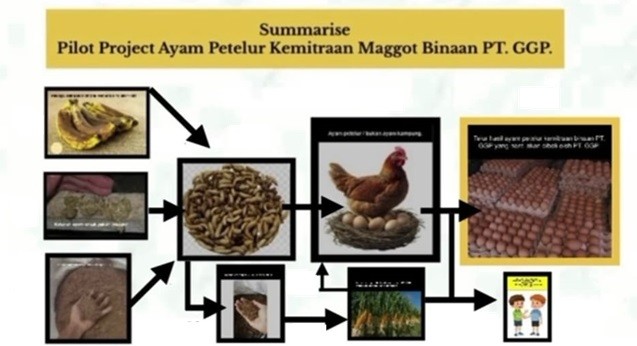 PT GGP jajaki Pilot Project Ayam Petelur dengan Kemitraan Maggot Binaan